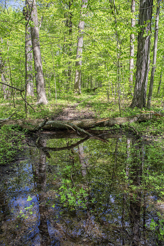 Flooded, this section of trail looks more like a pond!