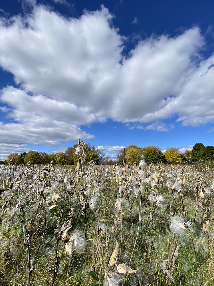 An extravaganza of milkweed seedpods! Fox River Greenway, Waukesha.