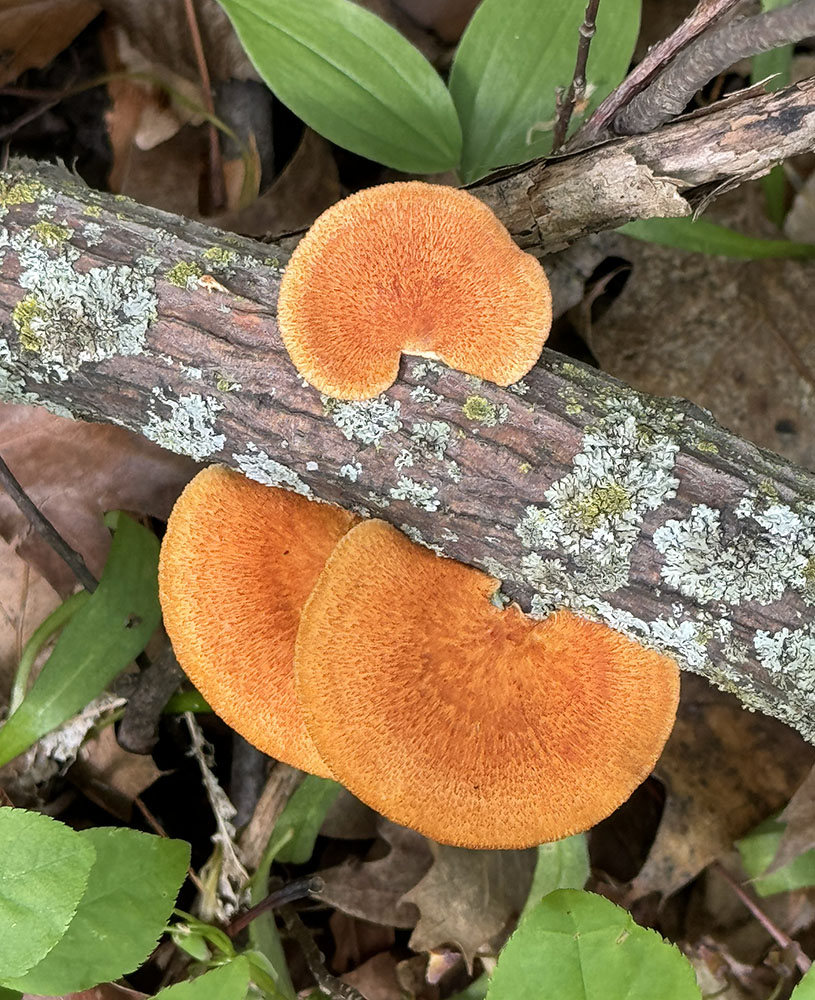 Hexagonal-pored polyphore mushrooms.