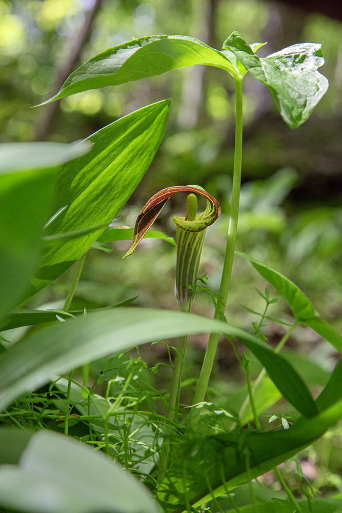 Jack in the pulpit.