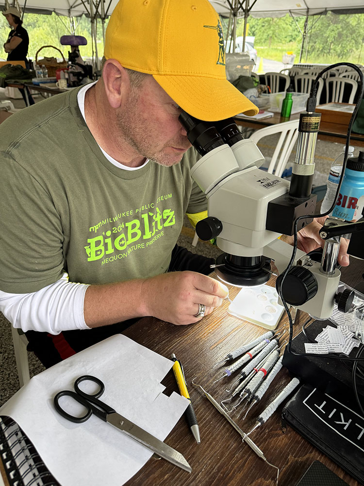 Biology professor John Dobyns looking at a spider under the microscope at his station in the tent.