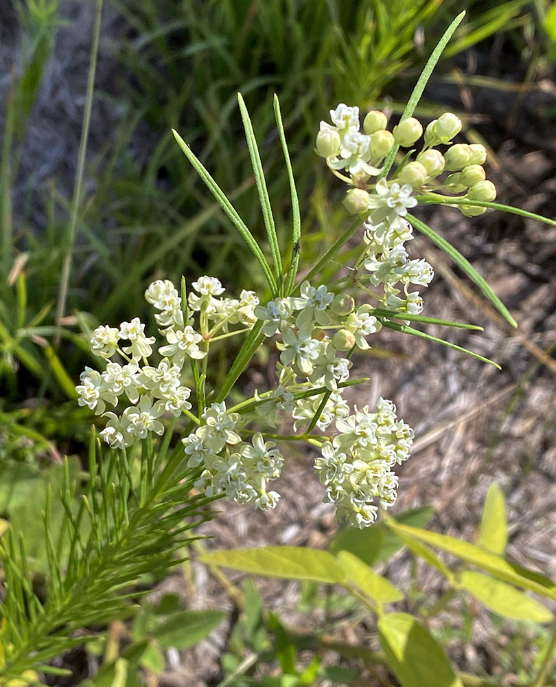 Whorled milkweed, another variety, at Lulu Lake State Natural Area.