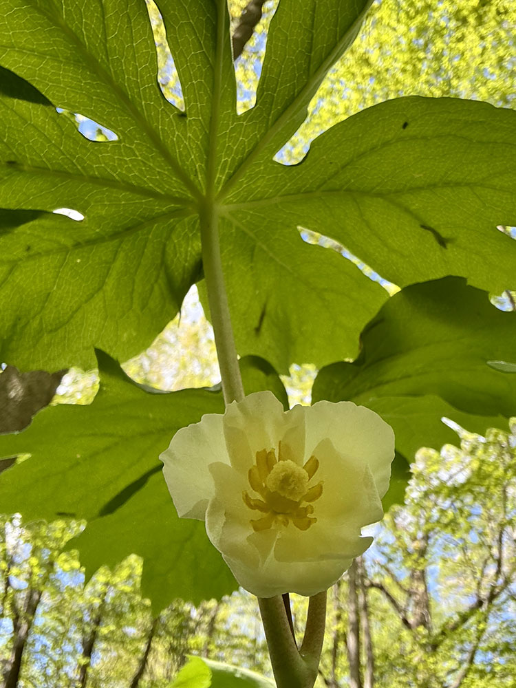 The one mayapple I found in bloom!