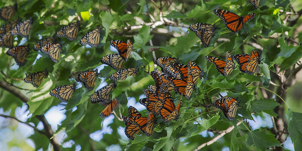 Monarch butterflies roosting in a tree along the Monarch Trail in Wauwatosa