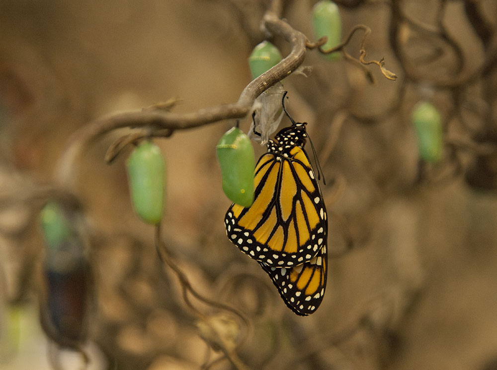 A monarch newly emerged from its chrysalis.