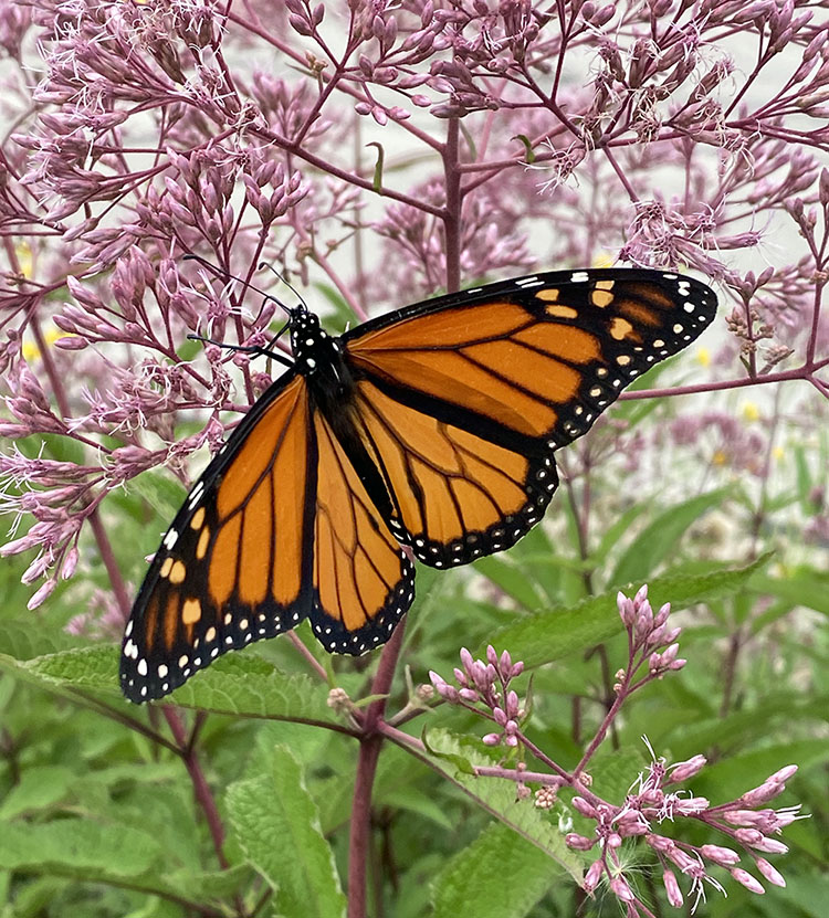 A monarch on Joe Pye Weed. 