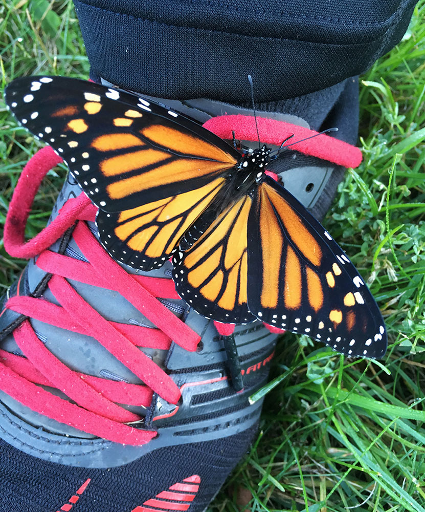 A surprising visitor lands on my shoe! Menomonee River Parkway, Wauwatosa.