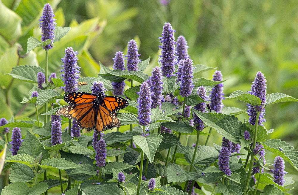 Monarchs mating on anise hyssop blossoms. The Monarch Trail.