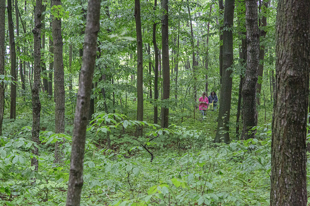 Mushroom hunters deep in the forest.