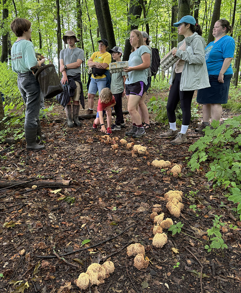 When tour guide Mariah Rogers told this group that, unlike some plants, fungi are not harmful to touch, one of the children immediately bent down to touch one of the Crown-tipped Coral Fungi in this partial fairy ring.