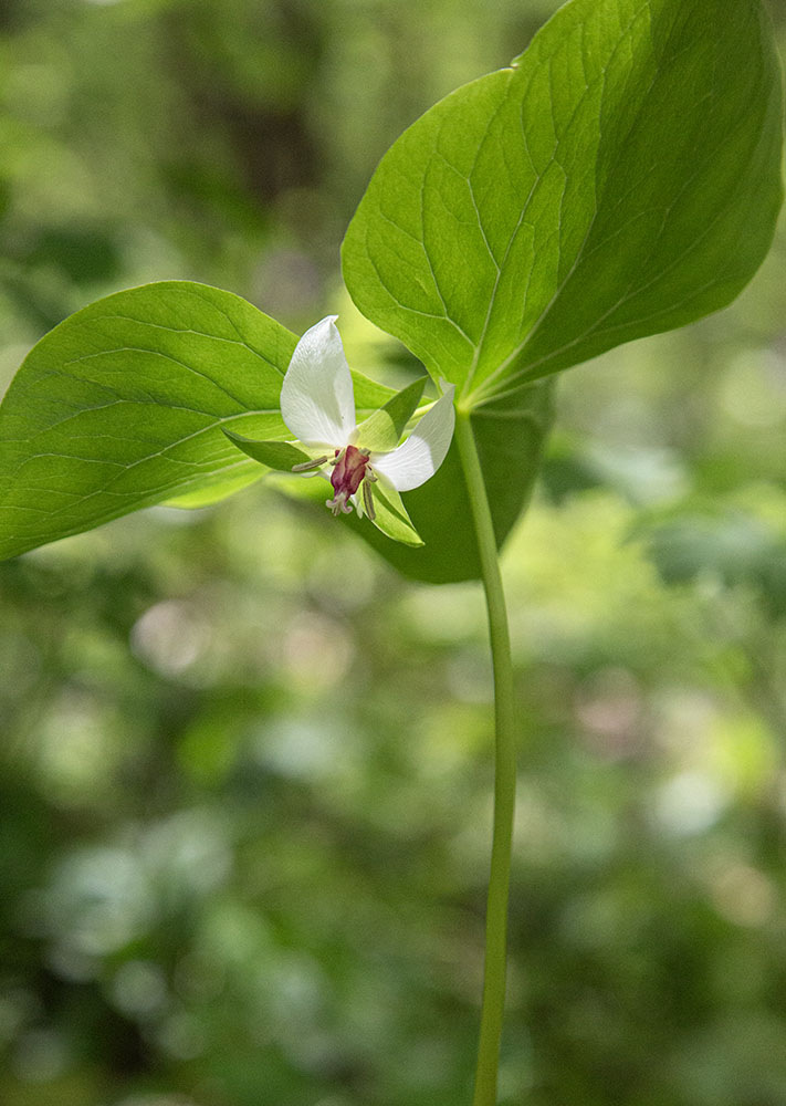 Worm's-eye view of a nodding trillium.