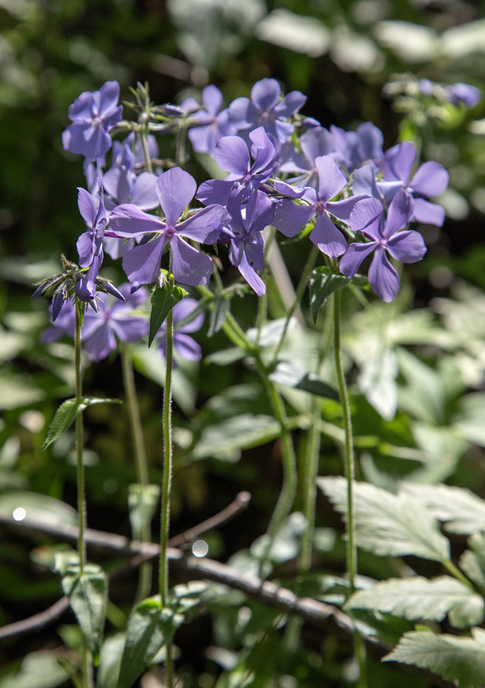 A phalanx of woodland phlox.