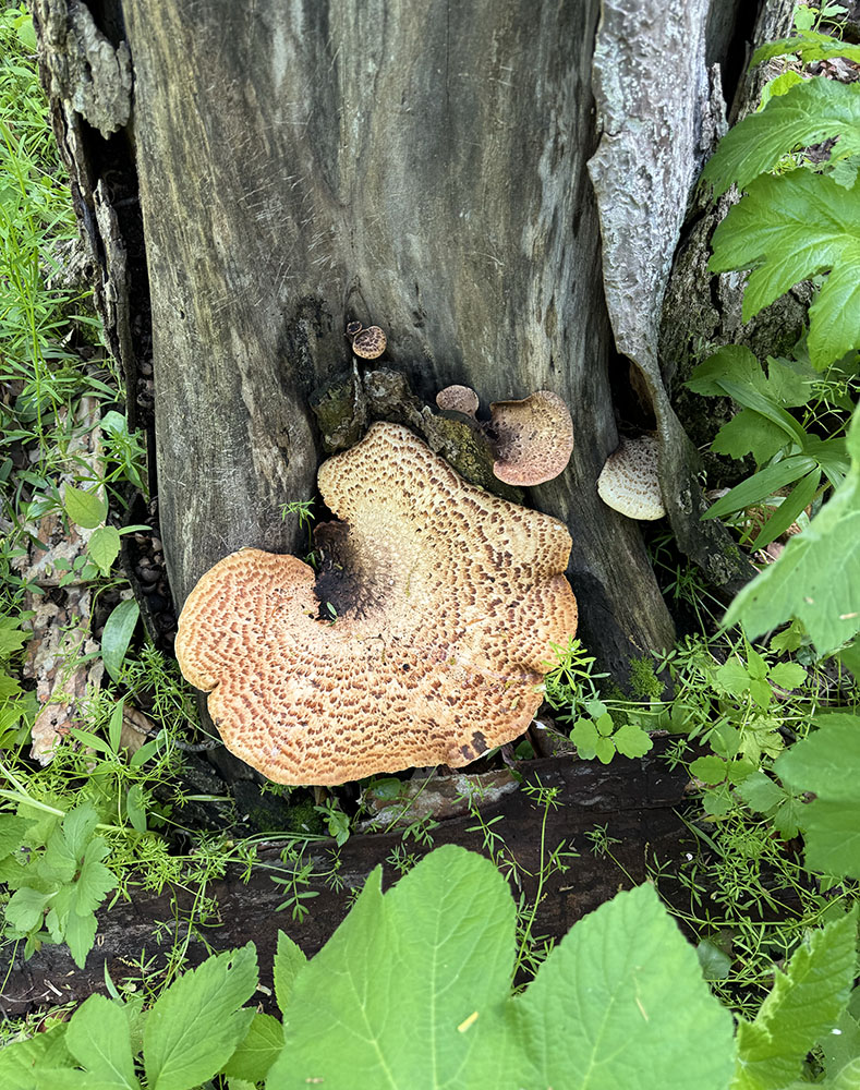 A platter-sized pheasant back mushroom!