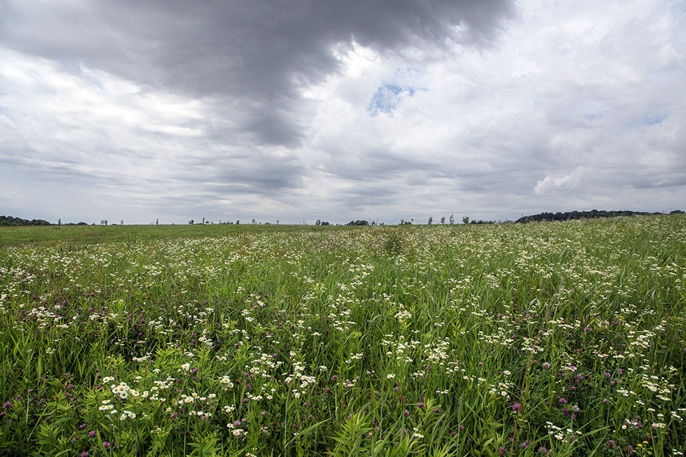 The prairie under a darkening sky.