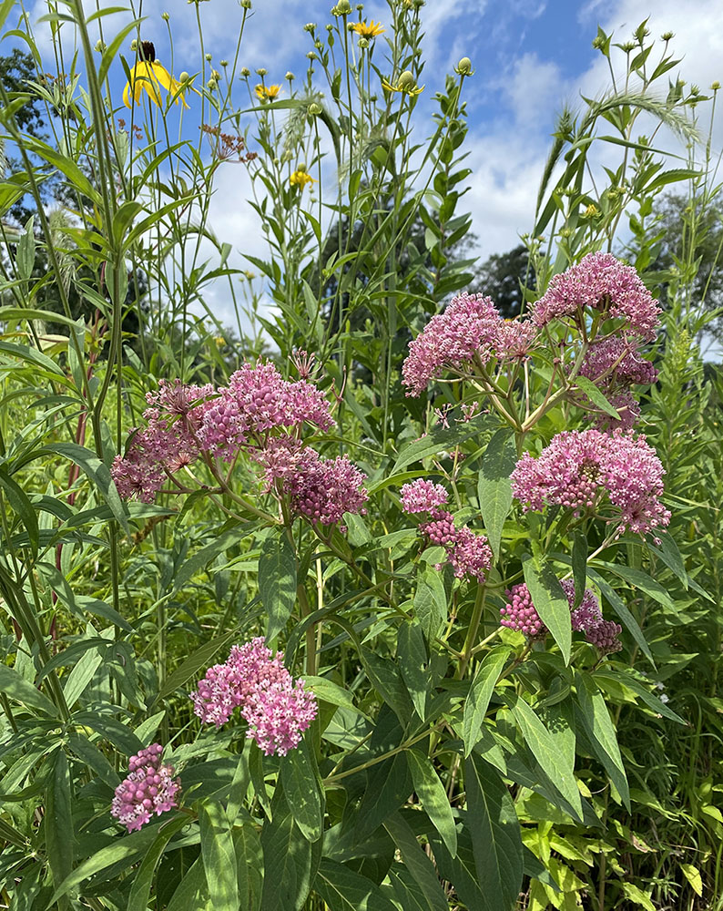 Swamp milkweed, yet another variety, in bloom at Pritchard Park in Racine.