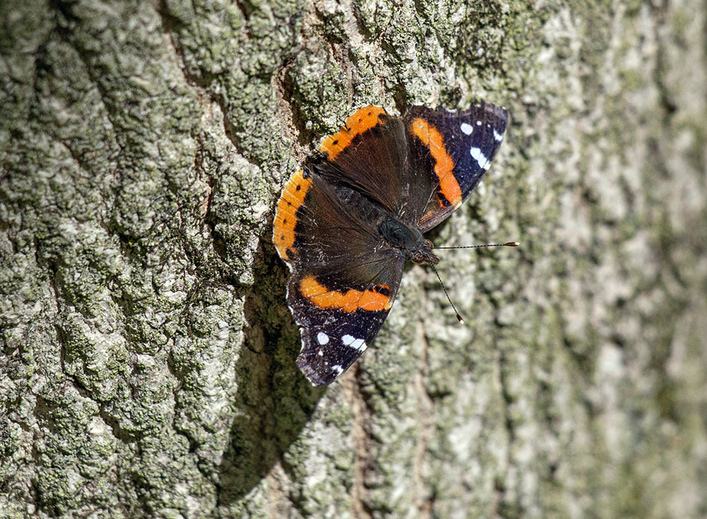 A red admiral butterfly on a tree trunk.