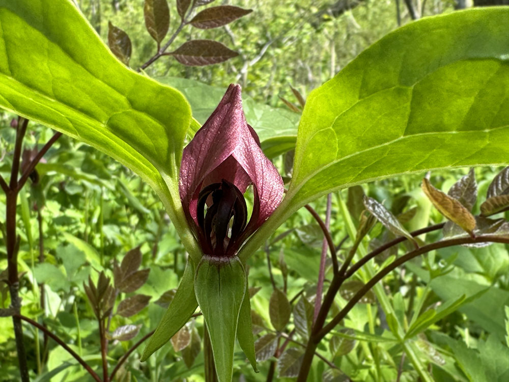 This small, unobtrusive prairie trillium is made dramatic by lighting and getting up close and personal!