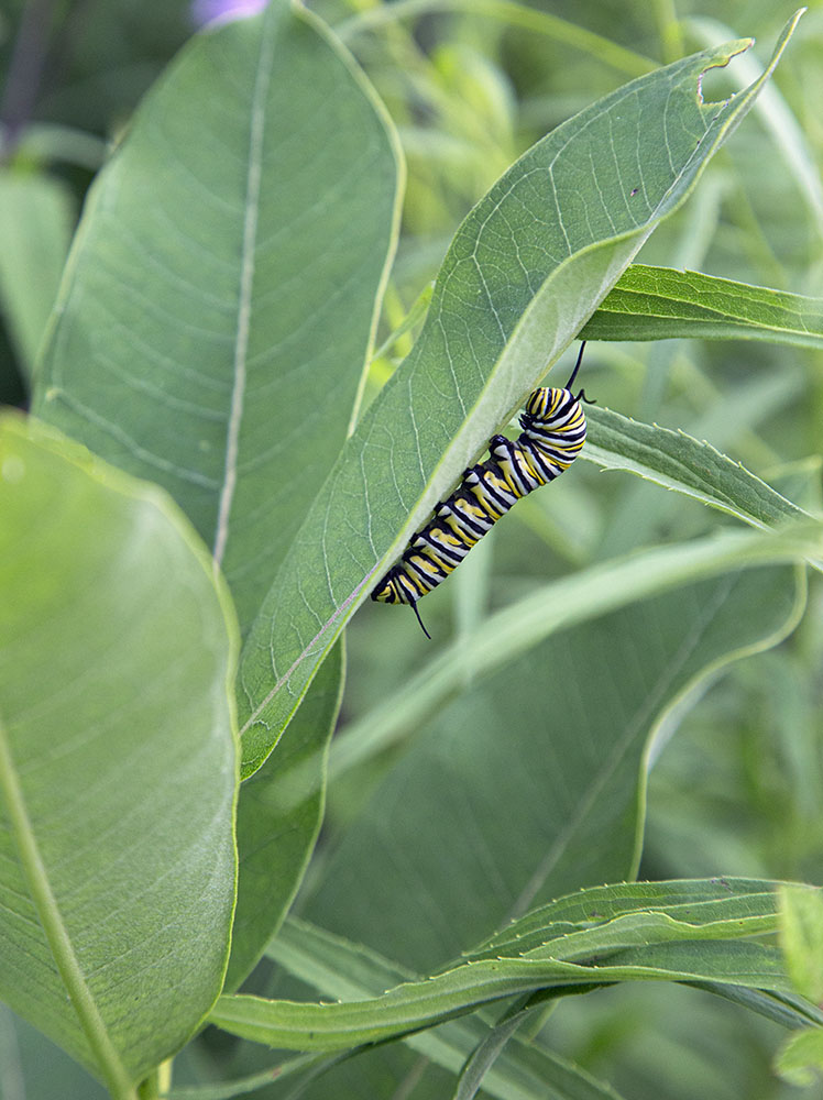 A monarch caterpillar on common milkweed at Retzer Nature Center in Waukesha.