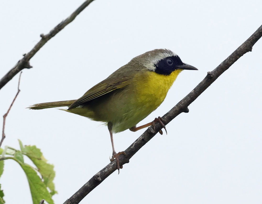 Common Yellowthroat, just one example of the 76 species of birds identified during the BioBlitz. Photo by Rita Flores Wiskowski.