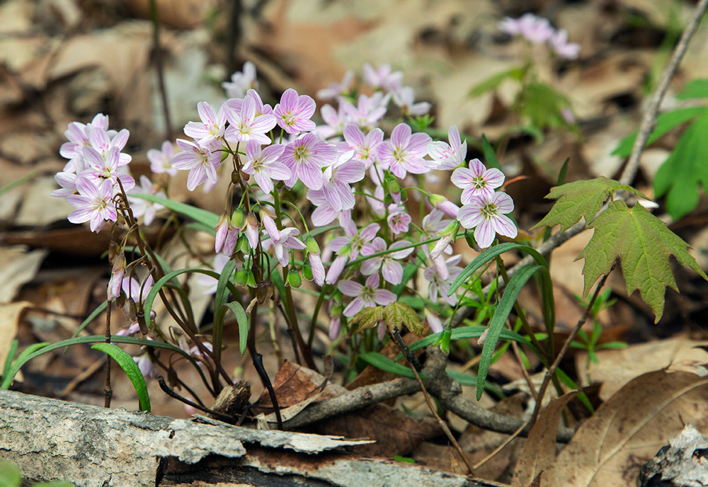 Spring beauties, tiny but prolific in this preserve.