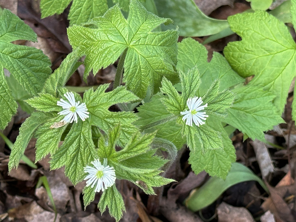 A trio of goldenseal blossoms and their ruggedly palmate leaves.