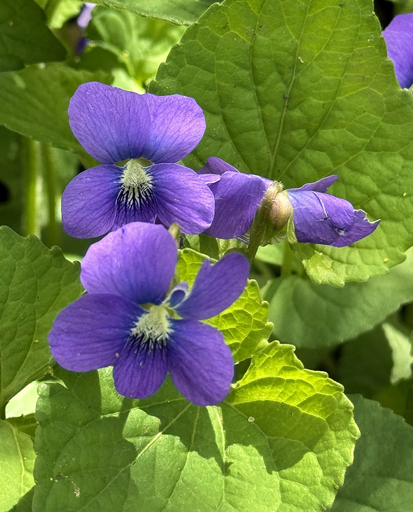 Wood violets, the Wisconsin state flower.