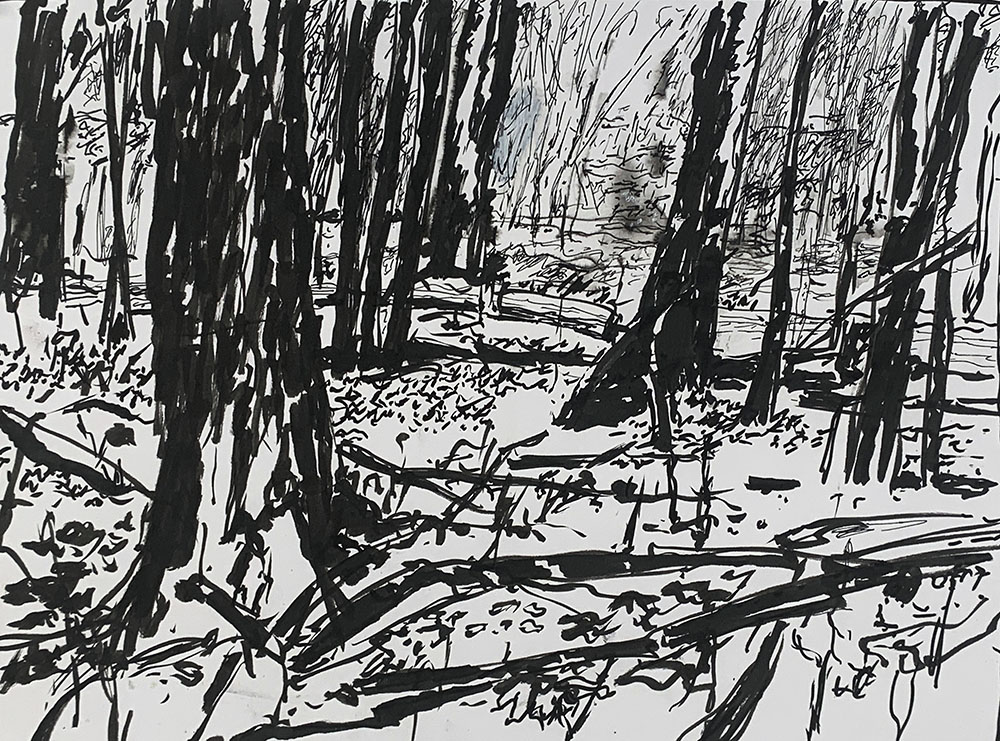 Sketch 2, at Bratt Woods, Ink on Bristol Board, 2024