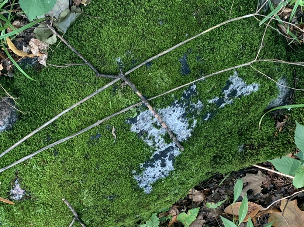 Moss and Blue Fungi, 2024