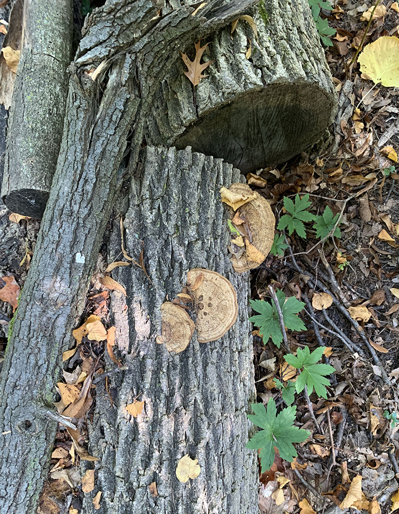 Fungi, Bratt Woods, 2024