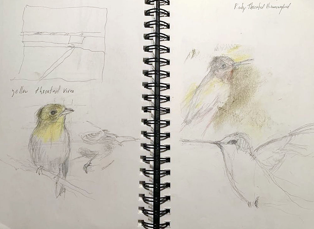 Sketchbook birds, Colored pencil and Graphite Pencil on Paper, 2024 