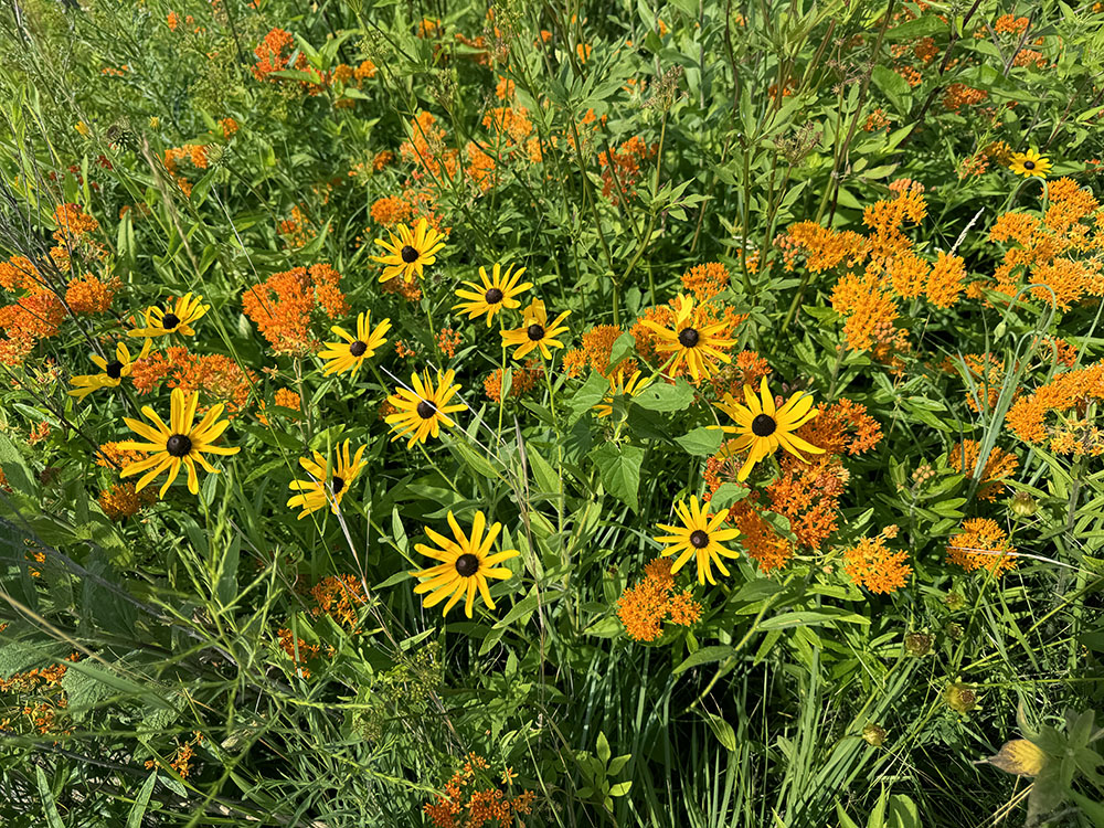 Harmony in Orange and Gold, butterfly weed and black-eyed Susans.