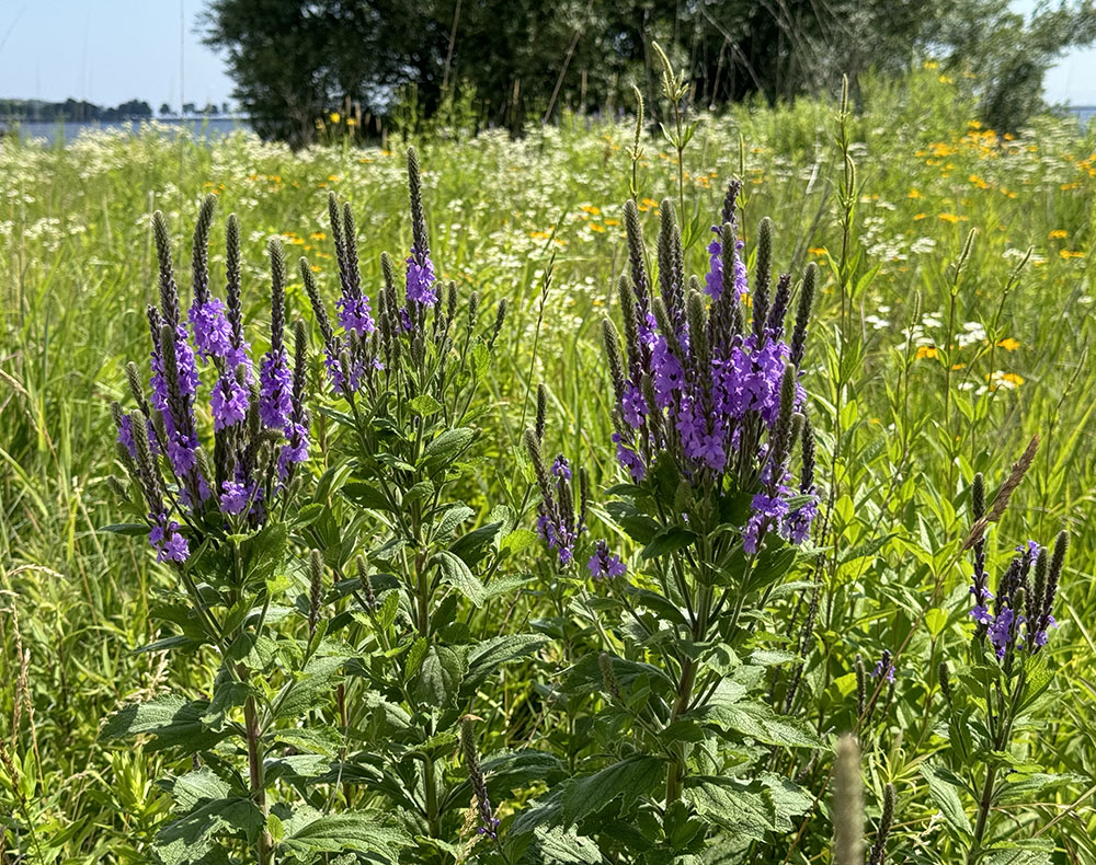 Blue vervain.