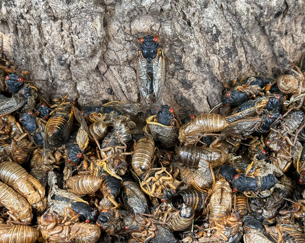 In late June I managed to catch the tail end of the cicada irruption at Seminary Park in Lake Geneva. Here a lone living insect crawls up a tree trunk surrounded by cicada corpses.