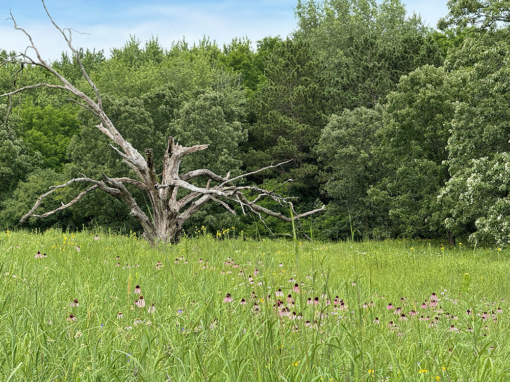 The UWM Field Station at Waterville in Waukesha County is reputed to have one of the best examples of a restored prairie in southern Wisconsin--and its hiking trails are open to the public.