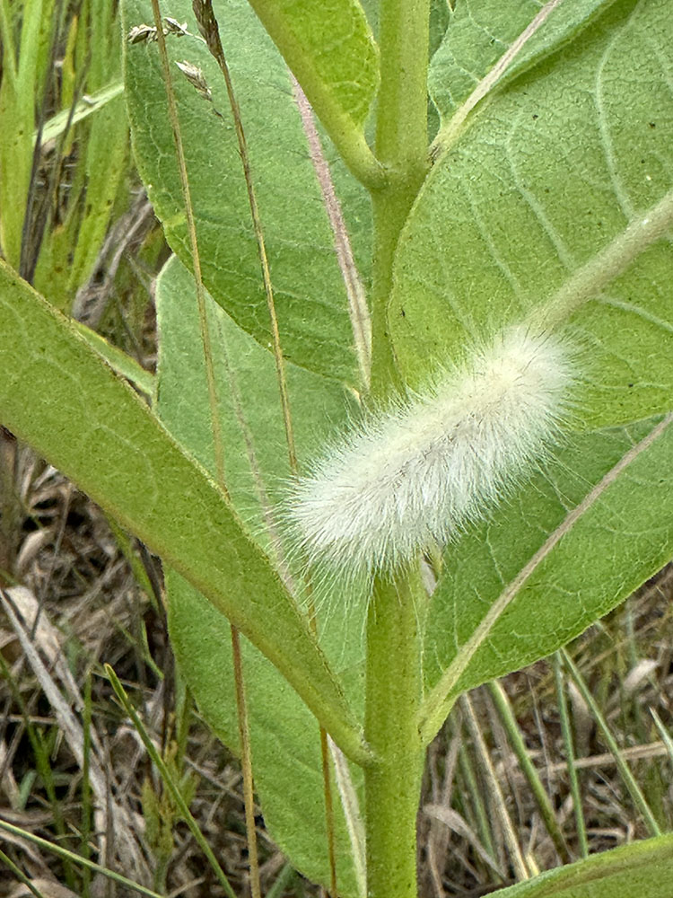 This delicate cycnia moth caterpillar was spotted on common milkweed at Davis Preserve near Mukwonago.