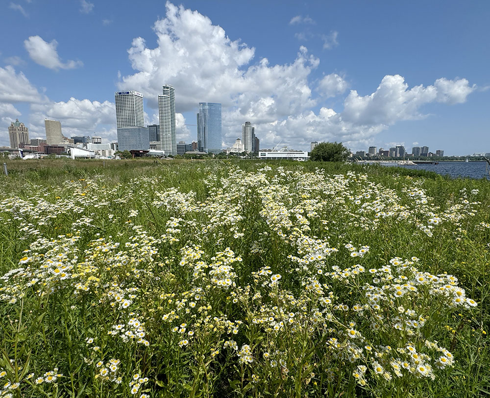 An explosion of fleabane daisies in concert with the clouds!