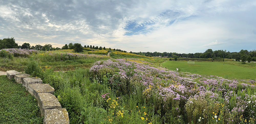 A wildflower wonderland at Hartung Park