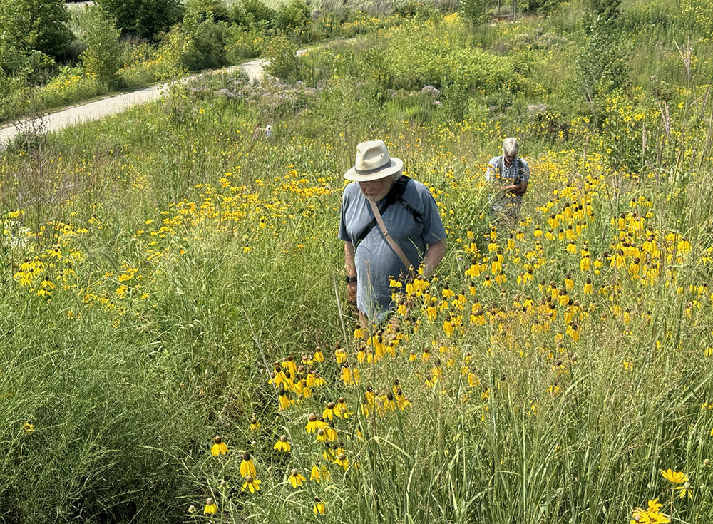 Deep summer is the time for prairie wildflowers! Here they crowd a trail in Three Bridges Park, Milwaukee, where I led a tour for the Natural Resources Foundation of WI, a project partner.