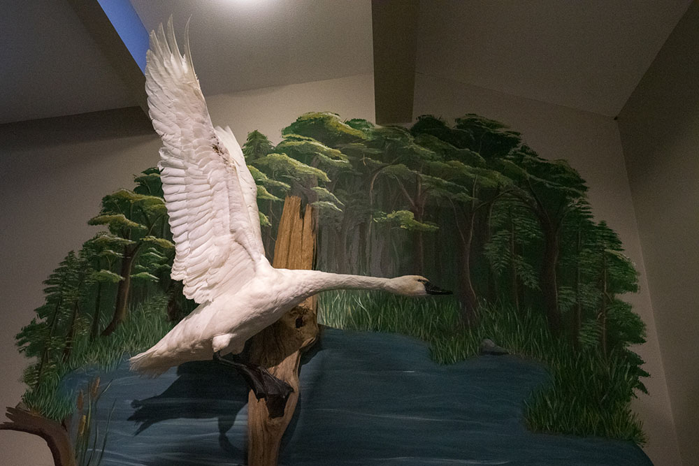 The foyer of the Nature Center features a number of bird displays including this Swan.