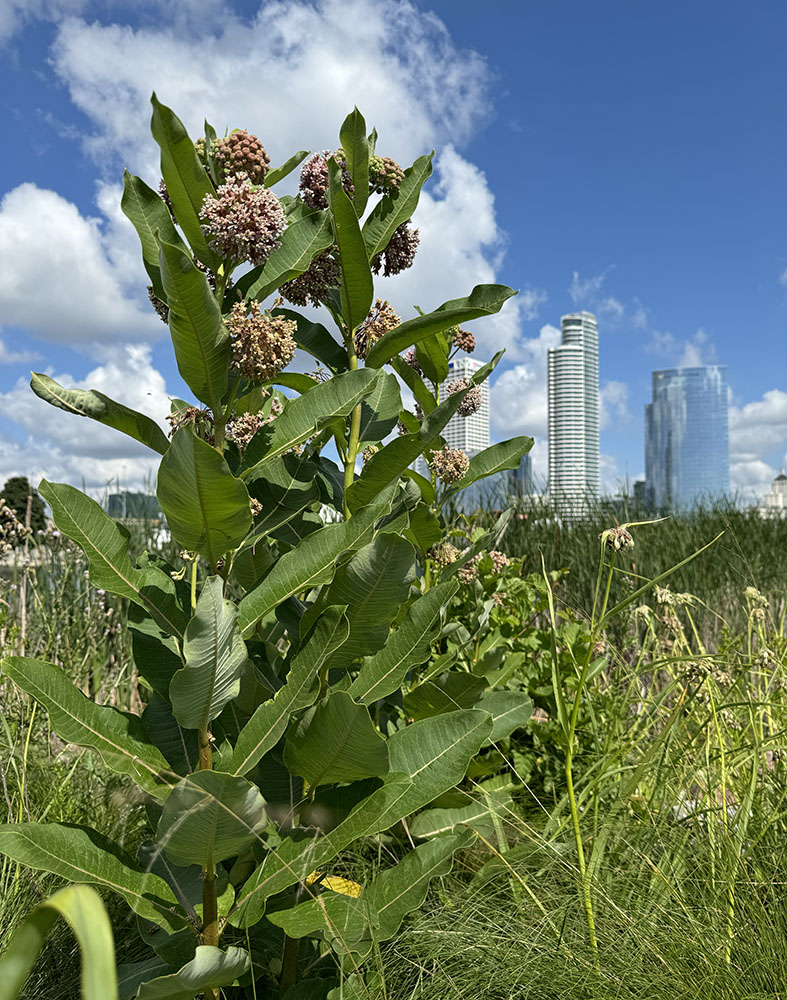 Common milkweed.