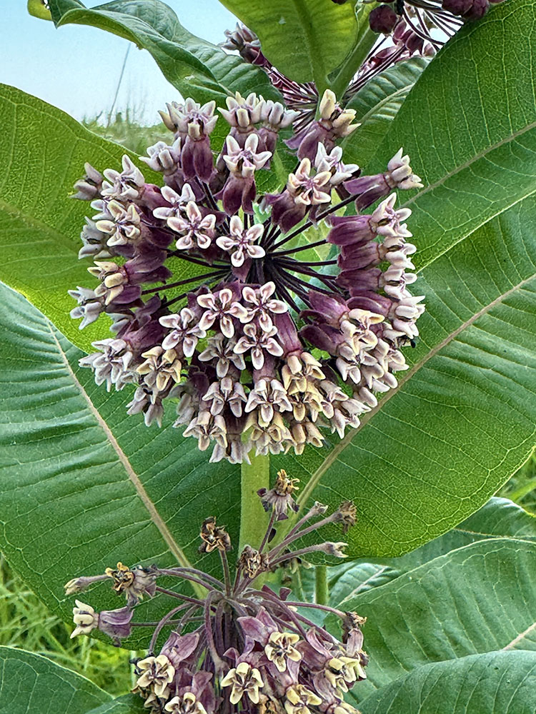 The common milkweed flower up close and personal.