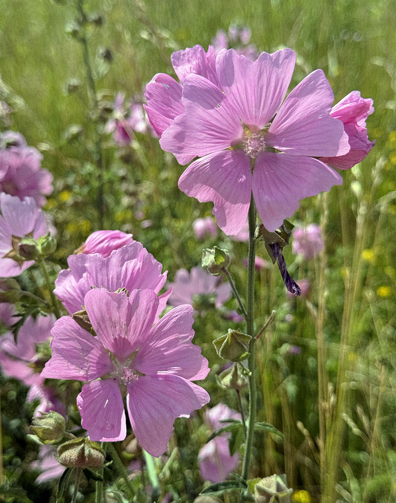 Musk mallow.