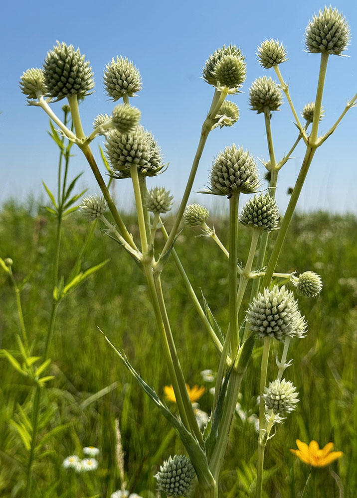 Rattlesnake master.