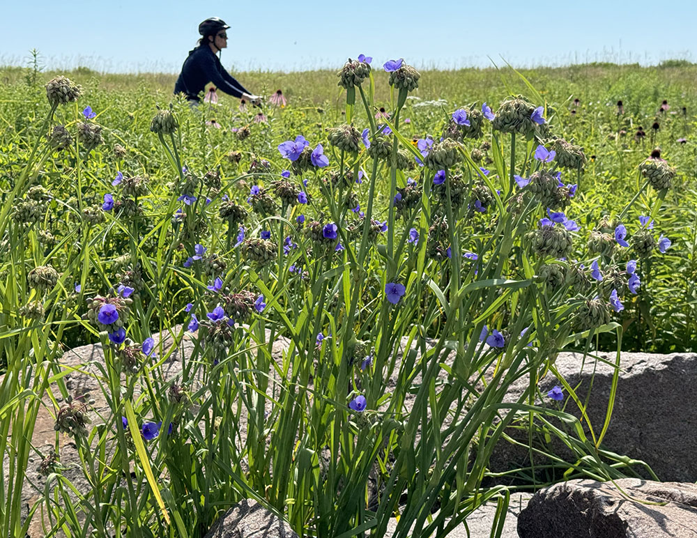 Spiderwort.