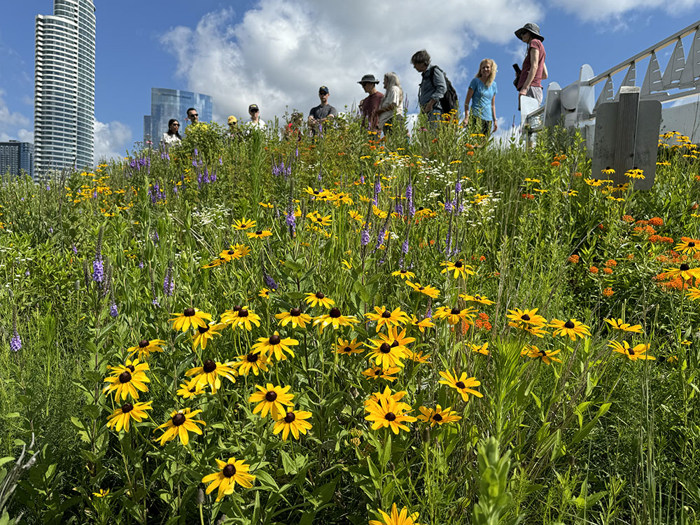 The tour group overlooking a hillside full of wildflowers.