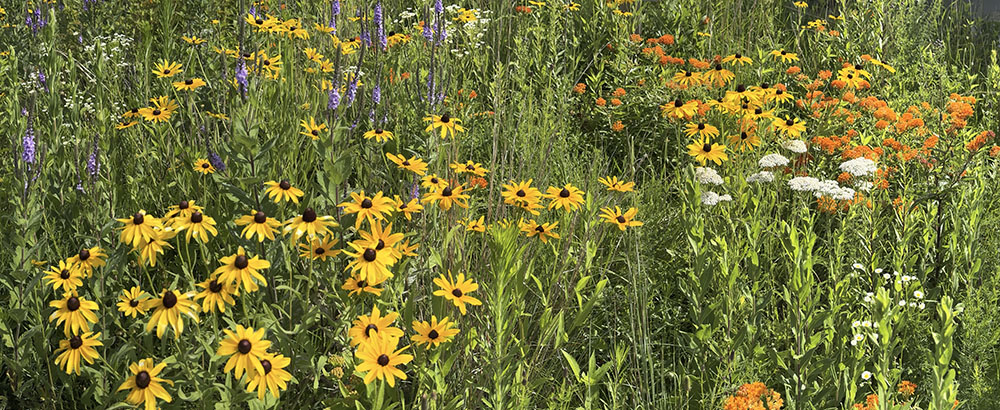 A diverse tapestry of wildflowers, including black-eyed Susans, butterfly weed, blue vervain and yarrow.