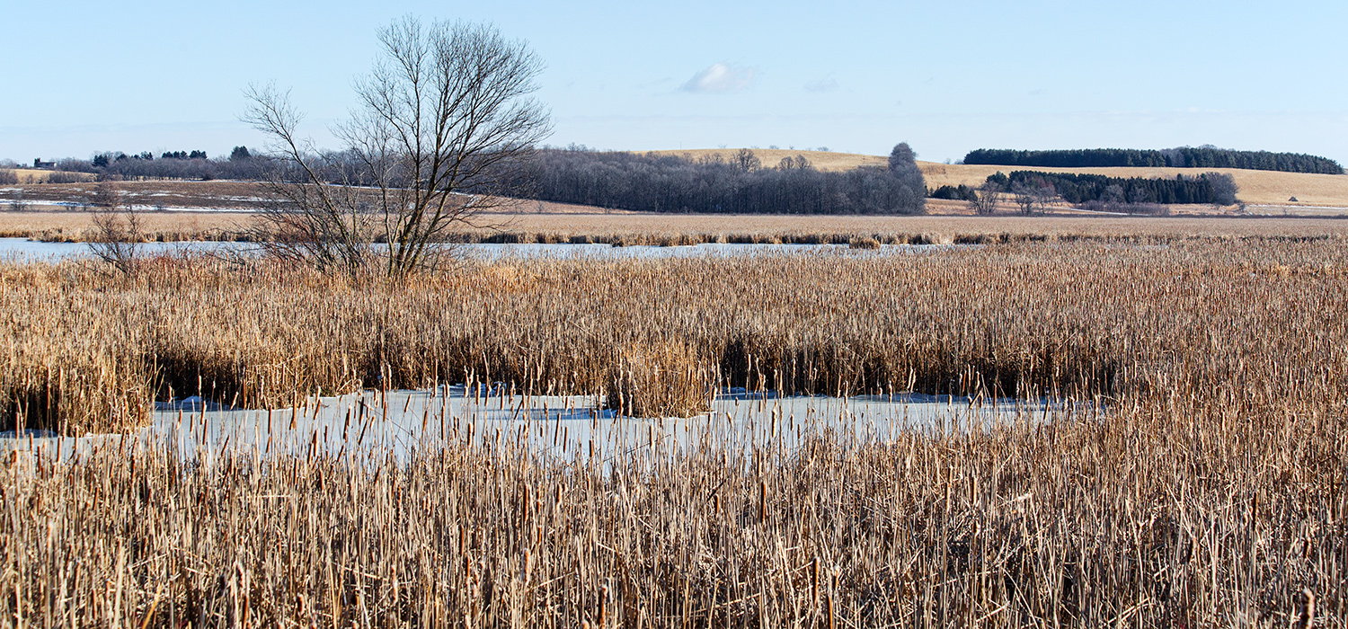 Wetland in snowless winter