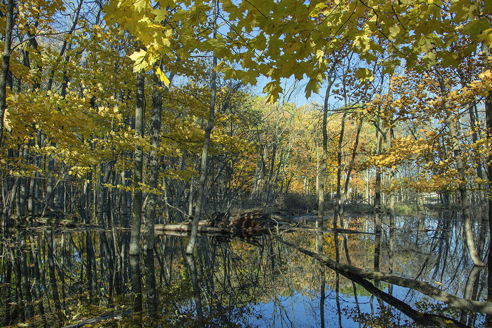 Maple trees in autumnal glory surround a wetland pond in Barloga Woods, which is part of Falk Park, Oak Creek.