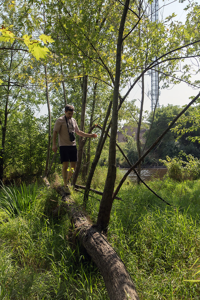 Ben walking on a log over a wetland.