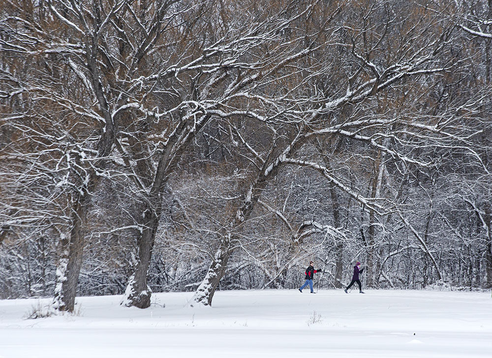 Trees retain their beauty throughout the year. Brown Deer Park, Milwaukee.